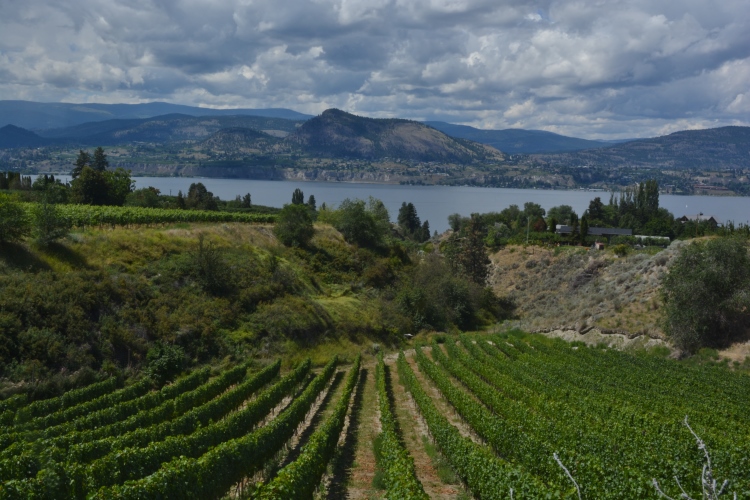 vineyards on hillside